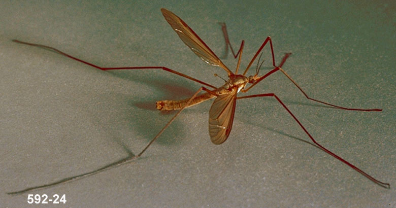 Cranefly (leatherjacker) adult