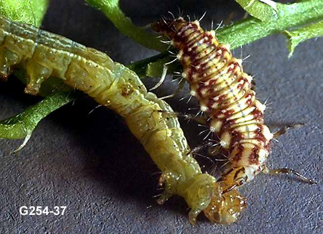 Green Lacewing Nymph and Looper Prey