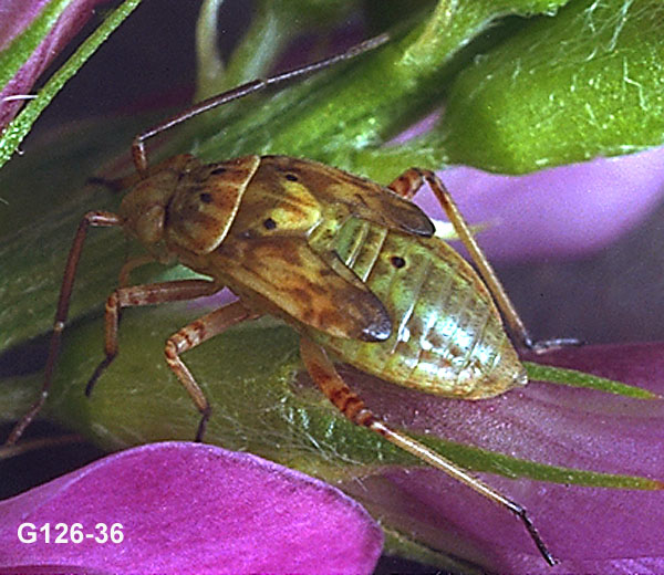 Lygus Bug Nymph