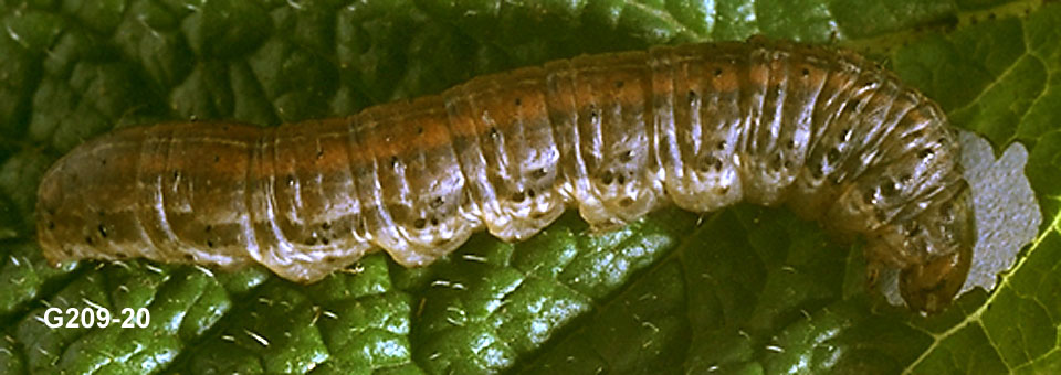 Rebbacked Cutworm Larva