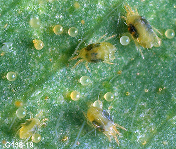 Twospotted Spider Mites