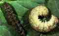 Variegated Cutworm